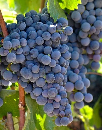 Primitivo–pro-biowein.de