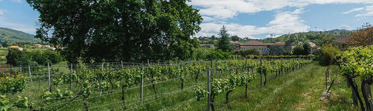 A&DWinesMinho–PRObioWEIN