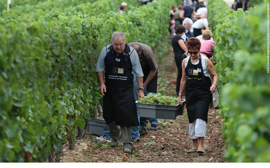 Aimery-SieurD`Arques|Hersteller–WeinWolff