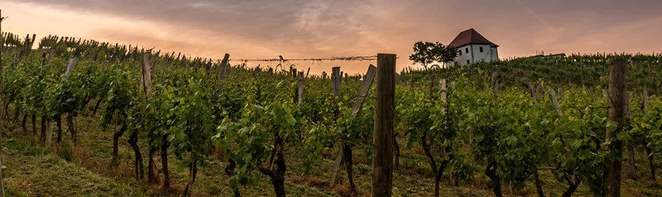 BioweinaisSlowenien–PRObioWEIN