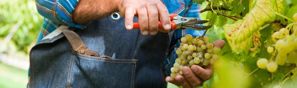BioweinausArgentinien–pro-biowein.de