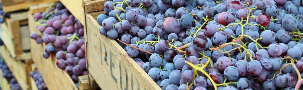 BioweinausChile–pro-biowein.de