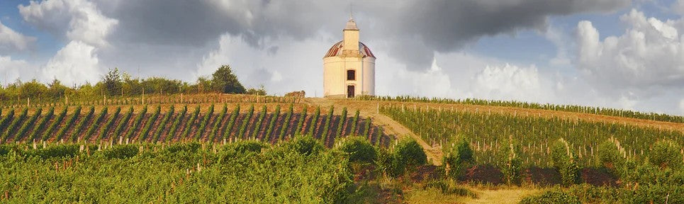 BioweinausUngarn–pro-biowein.de