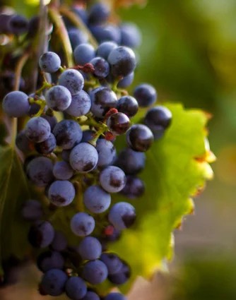 CabernetSauvignon–pro-biowein.de