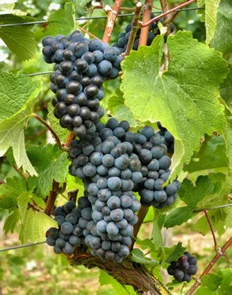 Dornfelder–pro-biowein.de