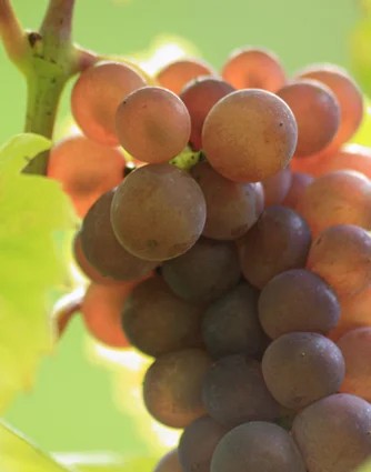 Grauburgunder–pro-biowein.de