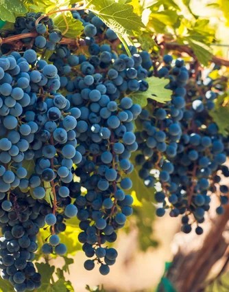 Malbec–pro-biowein.de