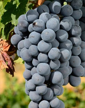 Merlot–pro-biowein.de