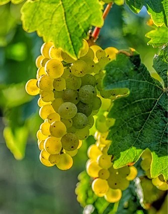 Riesling–pro-biowein.de