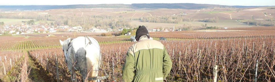 RobertBarbichonChampagne–PRObioWEIN