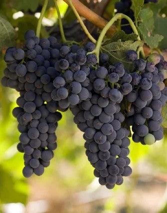 Syrah–pro-biowein.de