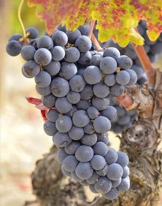 Tempranillo–pro-biowein.de